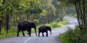 wayanad-kerala-tourism-entry-fee-timings-holidays-reviews-header